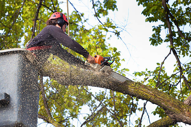 Trusted San Pablo, NM Tree Care Services Experts